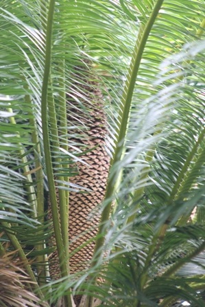 Hoa thiên tuế hình giống quả dứa rất độc đáo