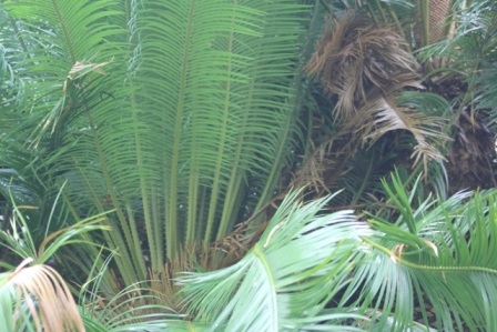 Đọt này ra hoa gần tàn thì đọt khác xanh um chuẩn bị nở hoa