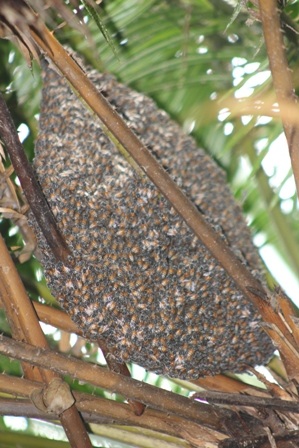 Giữa tàn cây đàn ong làm tổ trú ngụ