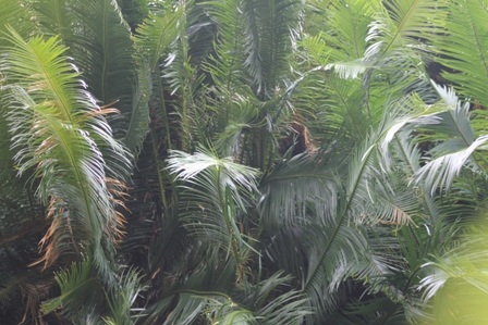 Lá cây tỏa ra các hướng um tùm