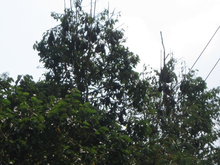 Những đàn dơi treo lung lẳng trên ngọn cây là lý do kéo nhiều du khách đến với chùa Dơi