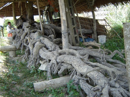 Bộ rễ dài tới 10m.