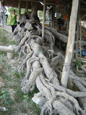 Bộ rễ dài tới 10m.