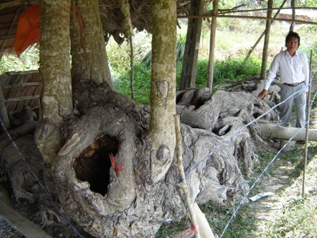 Gốc cây 150 tuổi