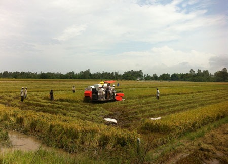 Nông dân ĐBSCL trồng nhiều lúa thơm nhưng bán không được giá, bị tồn đọng nhiều