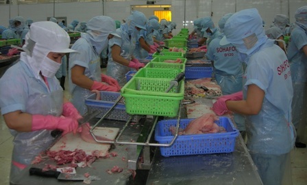 Thủy sản Sông Hậu trở lại hoạt động sau 3 tháng đóng cửa - 2 Hiện tại đang còn 200 công nhân chưa trở về với công ty