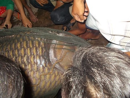 Người dân hiếu kỳ vây kín con cá hô, khiến phóng viên tìm một chỗ để ghi hình cũng khó