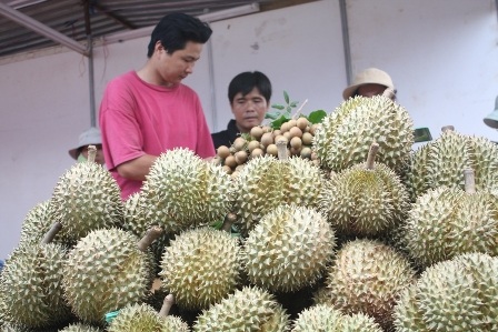 Sầu riêng đang rớt giá thê thảm