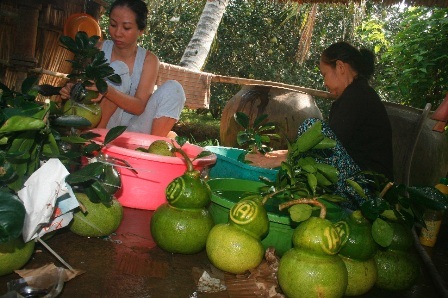 Dưa hấu "siêu xe", bưởi hồ lô "siêu độc" rục rịch đón tết - 4 Bưởi hình hồ lô phục vụ tết