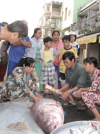 Bắt được cá hô nặng 86kg trên sông - 2 Nhiều người hiều kỳ đến xem cá hô đỏ