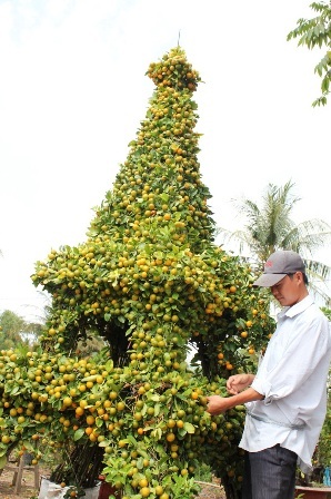 Kiểng hình ngựa tiền triệu vẫn đắt hàng - 7 Cây tắc hình tháp có giá khoảng 7 triệu đồng