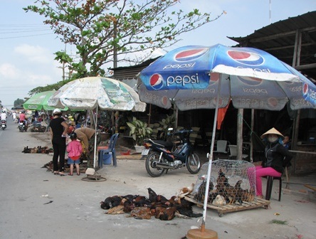 Dịch cúm gia cầm phức tạp, dân vẫn thờ ơ! - 1 Cảnh bán gà một cách tràn lan, công khai ở chợ Bà Bộ - quận Ninh Kiều, Cần Thơ