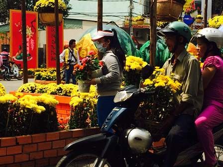 Người chọn hoa cúc