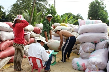 Thương lái bắt đầu thu mua lúa trở lại