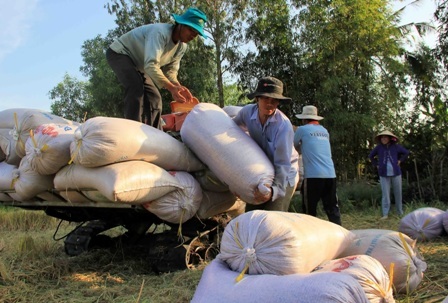 Thương lái về vùng sâu, vùng xa mua lúa - 2 Hiện Cần Thơ có 22 doanh nghiệp tham gia tạm trữ thu mua lúa gạo