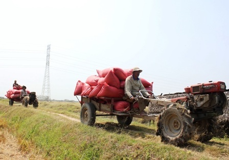 Giá lúa bất ngờ giảm sâu, thương lái bỏ cọc, nông dân “chết đứng” - 3 Nông dân đem lúa về tự phơi sấy thay vì bán lúa tươi như trước