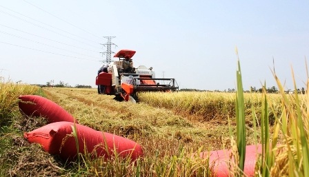 Thu hoạch bằng máy GĐLH dần thay thế thu hoạch thủ công ở vùng ĐBSCL