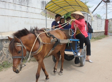 Độc đáo nữ “nài ngựa” xứ dừa - 5 Nữ “nài ngựa” thuần thục điều khiển ngựa chở du
khách