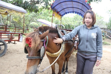 Độc đáo nữ “nài ngựa” xứ dừa - 4 Chị
Ngân đang dỗ dành ngựa của mình