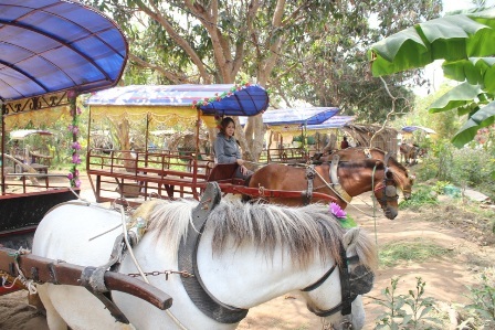 Độc đáo nữ “nài ngựa” xứ dừa - 1 Xe
ngựa du lịch ở xã Tân Thạch