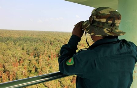 Rừng tràm Quốc gia U Minh Hạ đang chuyển từ màu xanh sang vàng do thời tiết nắng, nóng kéo dài