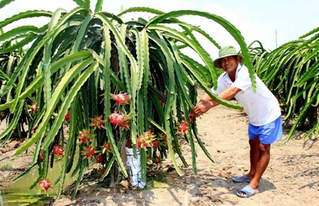 Bắp cải đổ xuống sông, cho bò ăn vì ế ẩm - 3 Ông Lê Văn Lành ở xã Quơn Long quyết định chuyển 3000m2 sang trồng thanh long