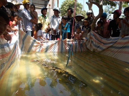 Con cá “lạ” nghi là cá hải tượng, nặng 28kg