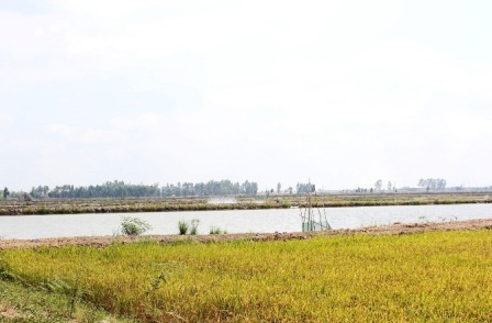 Đua nhau đổ muối, khoan giếng để… nuôi tôm trên vùng nước ngọt - 1 Nông dân xã Phú Thành B, Tam Nông nuôi tôm thẻ chân trắng ngay bên ruộng lúa