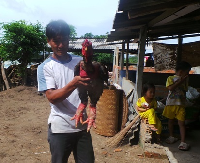 Gà Đông Tảo Hưng Yên “gây sốt” ở Cần Thơ - 1 Con gà Đông Tảo anh Toản đang ôm có giá 6 triệu đồng