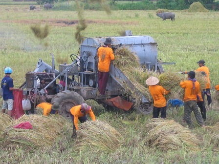 Nông sản ĐBSCL: Bao giờ lợi cùng chia, rủi ro cùng chịu!? - 3 ĐBSCL hiện có khoảng 4 triệu ha đất trồng lúa/măm