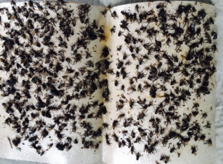 Bãi rác đổ ngay khu dân cư, ruồi bay vào nhà dân dày đặc