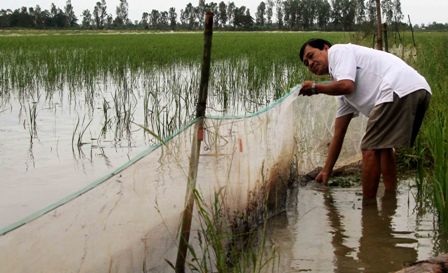 Mô hình nuôi cá trong mùa lũ không cần thức ăn nhưng cá vẫn lớn nhanh