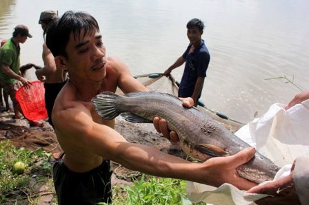 Những con cá thu hoạch được trong mùa nước nỗi không cần tốn tiền thức ăn