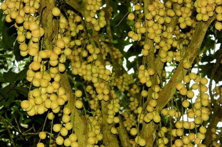 Vào chính vụ nên vườn dâu nào cũng trĩu quả nhìn rất bắt mắt