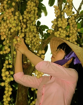 Những trái dâu trĩu trịt trái, báo hiệu vụ mùa bội thu…