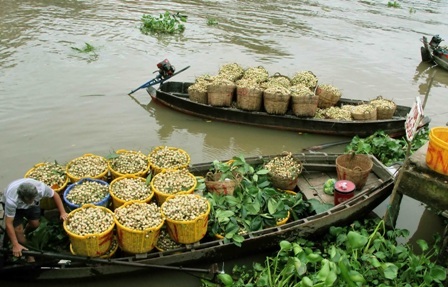 Dâu Hạ Châu luôn giữ được giá thành ổn định,