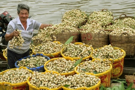 Những chiếc ghe chở đầy dâu Hạ Châu được đưa về các vựa 