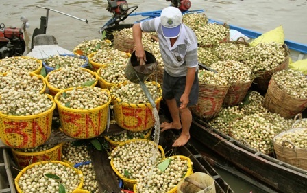 Để trái dâu được đẹp, không bị thâm, phải thường xuyên tưới nước..   