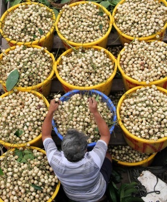 Tại vựa, dâu được phân loại theo từng thứ hạng tùy thuộc vào độ chín, sắc mầu của trái dâu