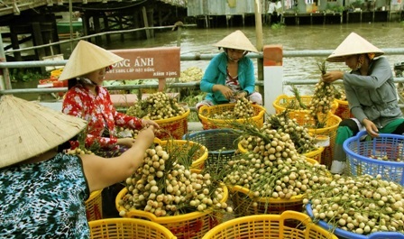 Dâu Hạ Châu được phân loại kỹ càng và vệ sinh sạch sẽ…