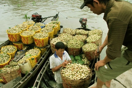 Thương lái thu gom về vựa để xuất đi các tỉnh thành…