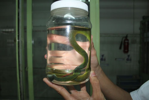 Một trong những con rắn đã tấn công người, bị đập chết và được đưa đến để bác sĩ xem