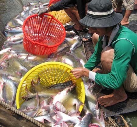 Nông dân khóc ròng vì cá tra, basa rớt giá mạnh