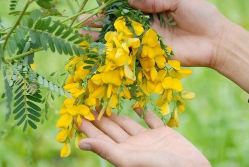 Canh chua bông điên điển xứ bưng biền - 1 Với màu điên điển say mê, vàng trong ánh mắt vỗ về gót chân...