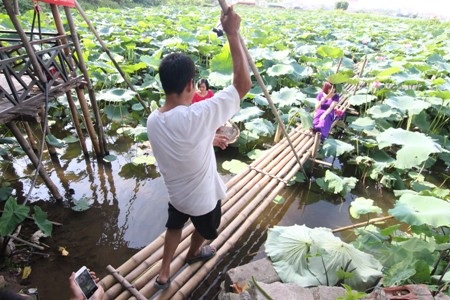 “Ăn theo” mùa sen, chủ đầm Hà Nội kiếm bạc triệu mỗi ngày
