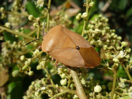 Mùa nhãn, món bọ xít soán ngôi bọ cạp