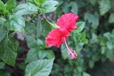 Lên dốc Mộng Cầm tới đồi mua thơ…