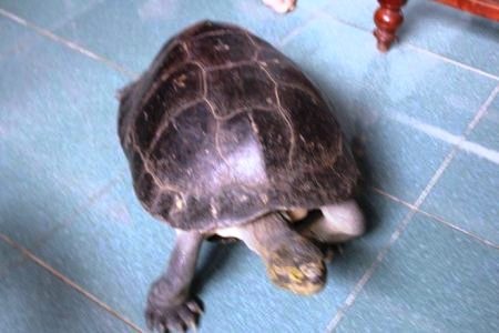 Những chuyện lạ có thật ở Việt Nam