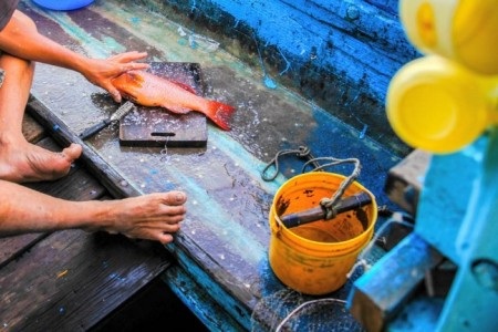 Một ngày làm "cần thủ" trên biển Côn Đảo - 26 Cuối cùng thành quả chuyến đi lần này không nhiều lắm ngoài vài con cá này.