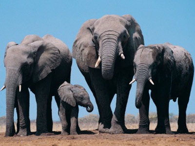 Sợi dây giữ voi - 1 Sợi dây giữ voi - 1